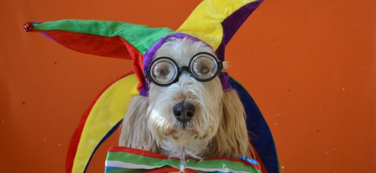 Dog with Glasses and Harlequin Cap